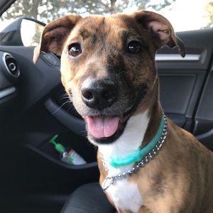 Meet your Posher, Tara